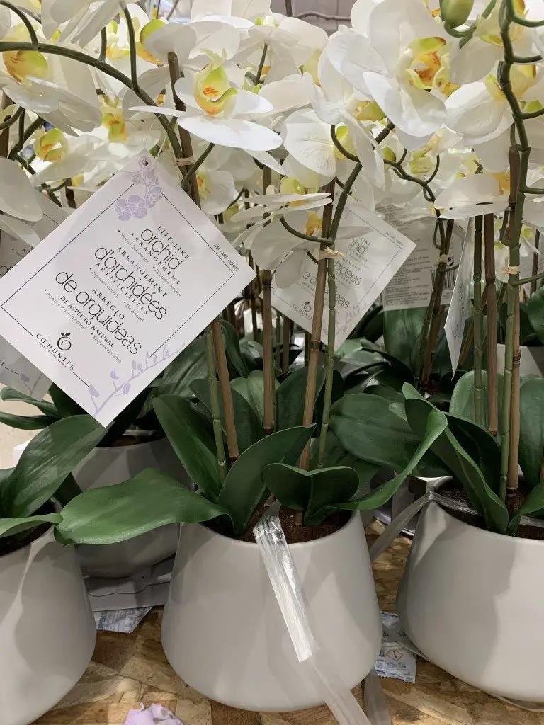 Costco Artificial Orchids, Beaumont Designs 3 Stem