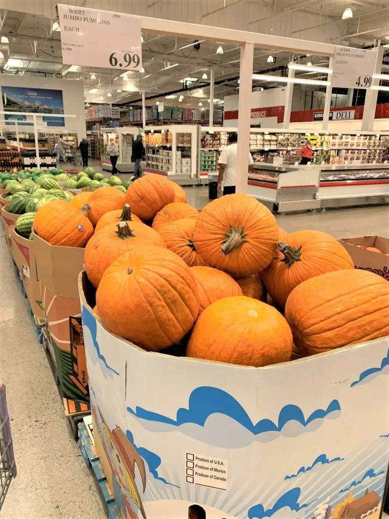 Costco Pumpkins, Jumbo / Large Pumpkin for 7